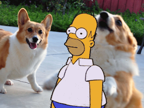 Homer Corgi